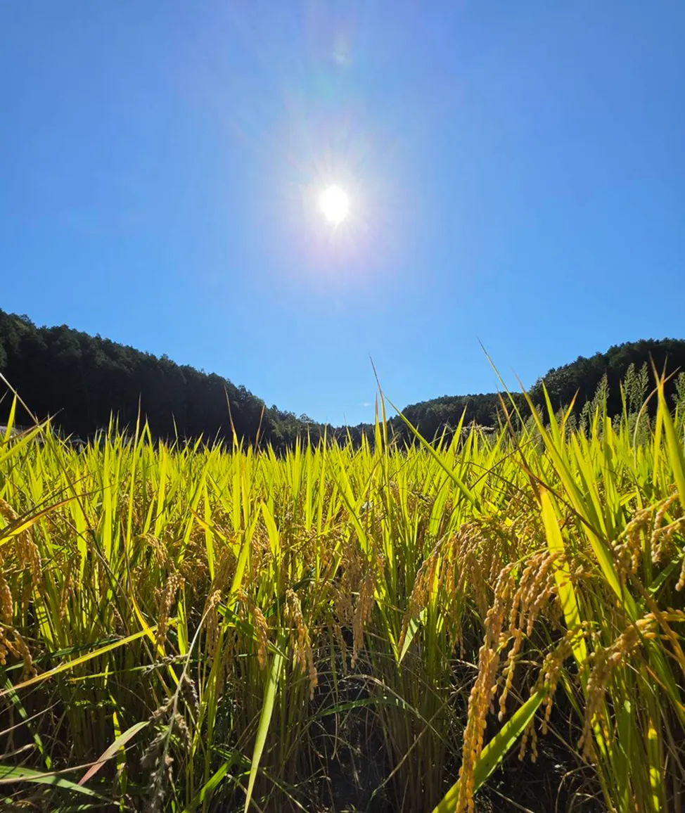 世羅町の水田で育つ稲